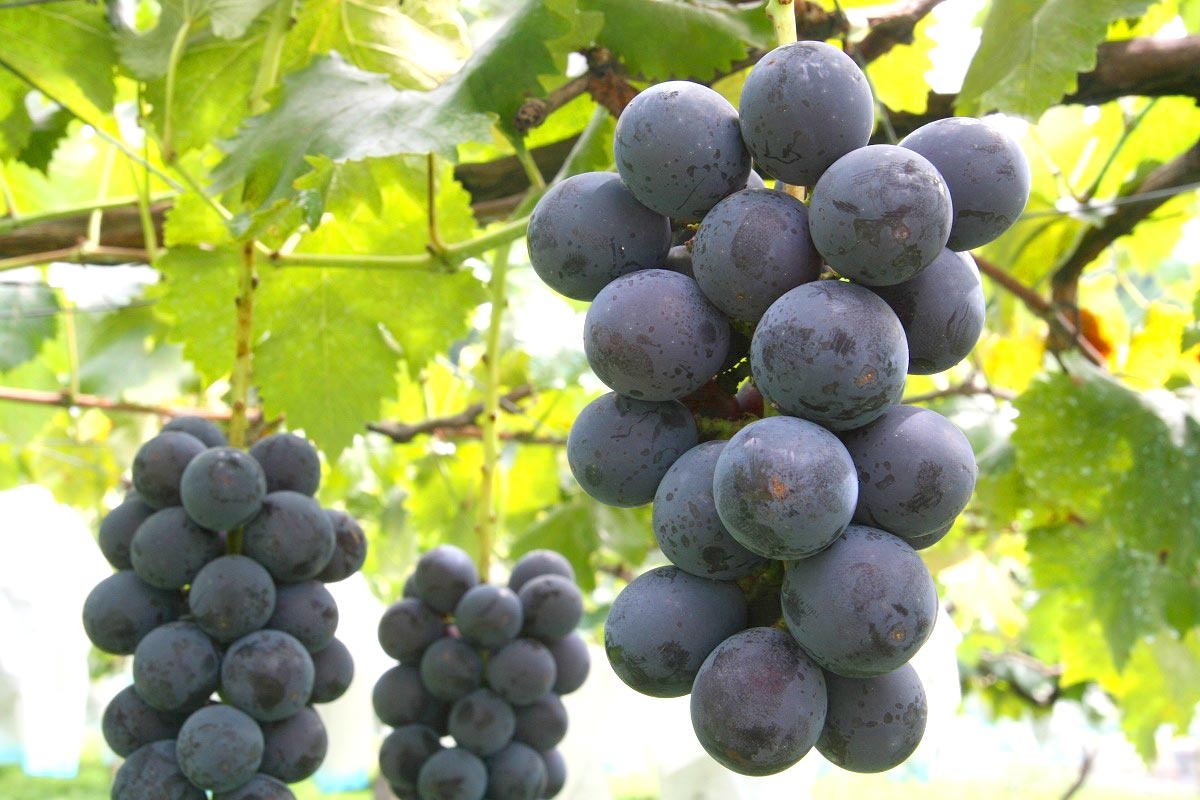 grape